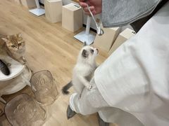 -有喵·猫咖·狗咖·30几只猫10只小狗(岗厦店)