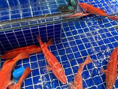 -望海湾海鲜楼·海鲜(河南路店)