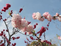 -南汇桃花村