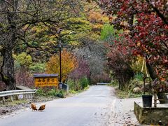 -黑河国家森林公园