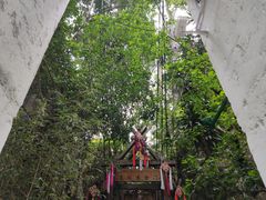 -西双版纳原始森林公园