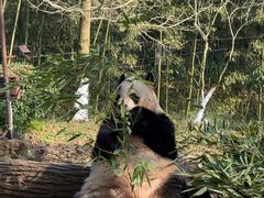 -都江堰中华大熊猫苑