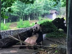 -都江堰中华大熊猫苑