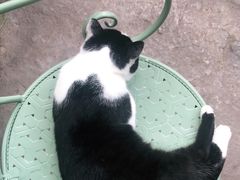 -喵屿·大理花园猫咖