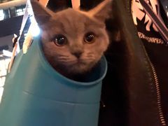 -PETKIT 小佩宠物·低压洗护·美容·寄养(安远店)