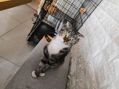 -平行世界·猫咖(首经贸店)