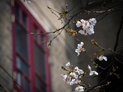 -武汉大学-樱园