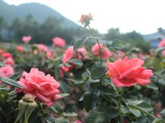 -亚龙湾国际玫瑰谷