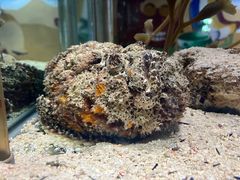 -太平洋海底世界