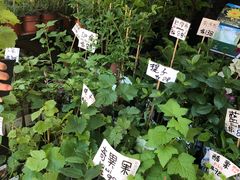 -花园街