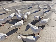 -南宫五洲植物乐园