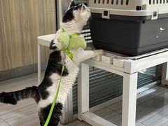 -纳吉亚猫专科动物医院(康都外科中心)