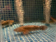 -至尊鲨鱼·原烹海鲜·新浙菜(拱宸桥店)