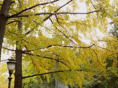 -八大关景区