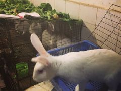 -米二红烧兔(华阳店)