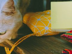 -喵屿·大理花园猫咖