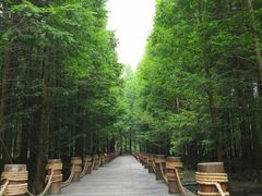 -桤木河湿地公园