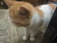 景点-猫咪博物馆(顶澳仔猫街店)