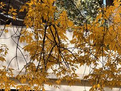 -三里屯东五街银杏大道