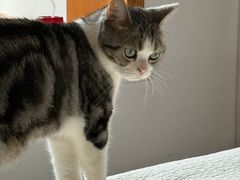 -宠颐生宠物医院·异宠猫科内科·诊疗中心宠巢店