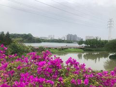 -广东花都湖国家湿地公园