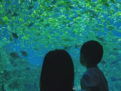 -芜湖新华联大白鲸海洋公园