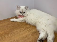 -COLOR PETS 撸猫馆·购猫·猫咖(长风大悦城店)