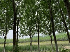 -东郊湿地公园