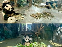 -成都大熊猫繁育研究基地
