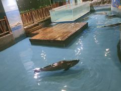 -锦艺城海洋馆