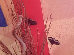 -长藤鬼校(观音桥店)
