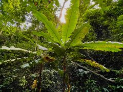 -西双版纳原始森林公园