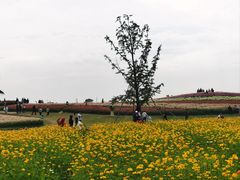 -径山花海