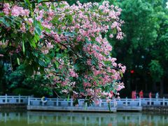 -金花茶公园