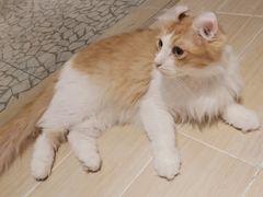 -momokira米努特·德文卷毛猫·棉花面纱犬