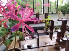 -杭州植物园