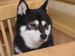 -柴の食堂·日式家庭料理·熊之肆(大学路店)