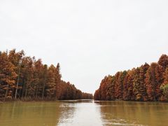 -上海海湾国家森林公园