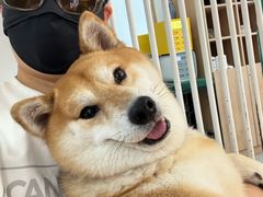 -是阿柴呀！柴犬咖啡·爱喵喵猫咖