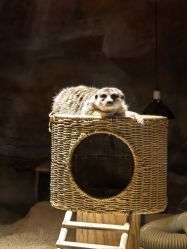 -酷嗒动物文化乐园(cutezoo西溪乐天城店)