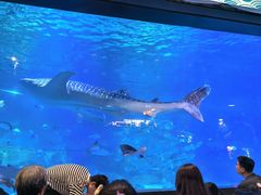 -烟台海昌鲸鲨海洋公园