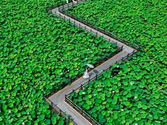 -绍兴镜湖国家城市湿地公园
