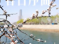 -桃花堤公园