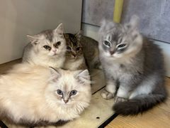 -猫咪派对(江南西店)