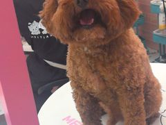 -FAELING PETS美天灵宠物(合生汇店)
