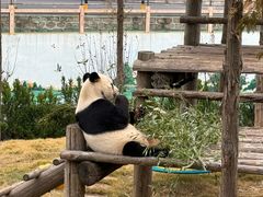 -西霞口神雕山野生动物世界