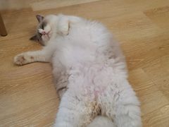 -猫咪派对(江南西店)