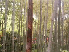-杭州黄龙洞