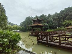 -铁山坪森林公园