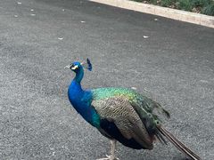 -J Create城市露营咖啡·简餐·宠物(上海动物园店)